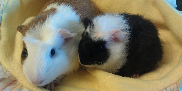 californian guinea pigs for sale